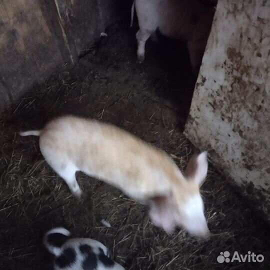 Поросятки