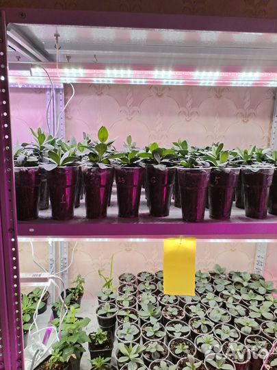 Петуния, эустома, ампельная виола