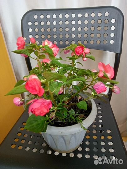 Бальзамин махровый