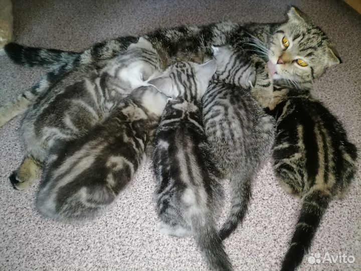 Шотландская кошка