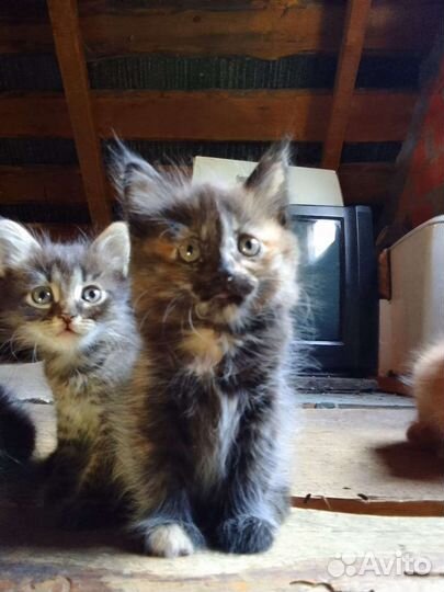 Котята в добрые руки бесплатно