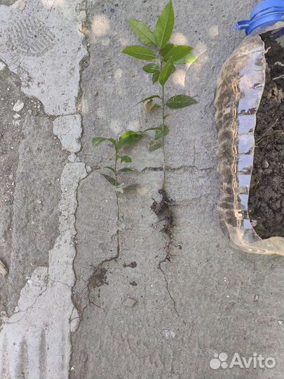 Саженцы лаврового листа, лаврушка