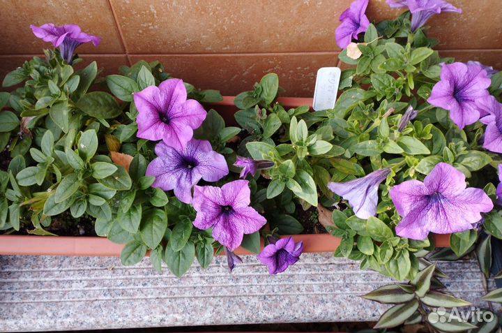 Петуния вегетативная и сортовая