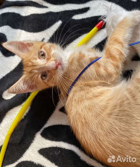 Котенок, 2мес