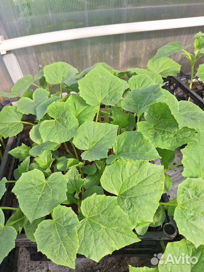 Рассада огурцов