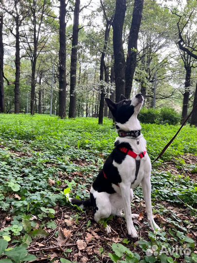 Собака в дар