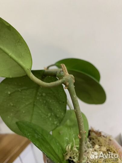 Хойя обовата