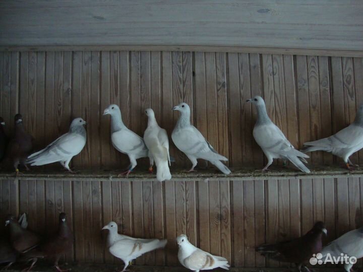Продажа голубей