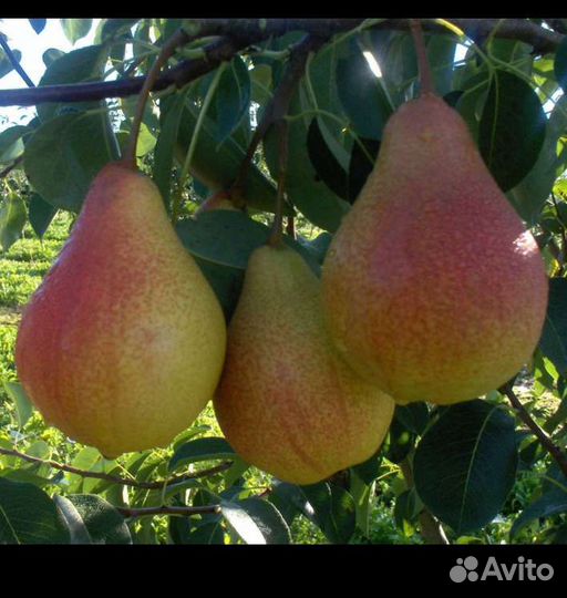 Саженцы груш