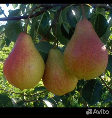 Саженцы груш