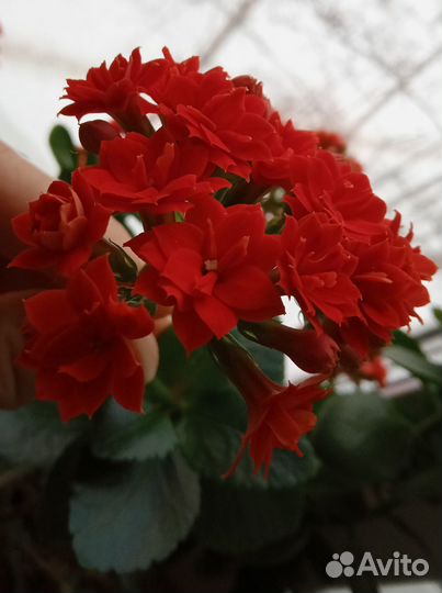 Гибискус, плектрантус, хлорофитум, каланхоэ и др