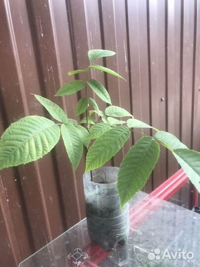 Маньчжурский орех