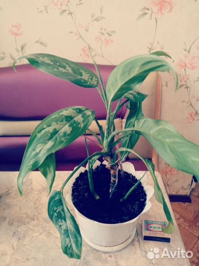 Взрослые растения