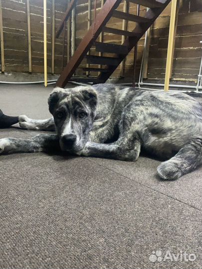 Продажа щенков алабая