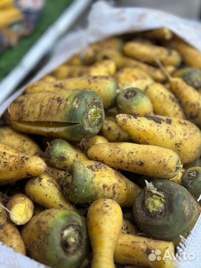 Желтая морковь узбекский