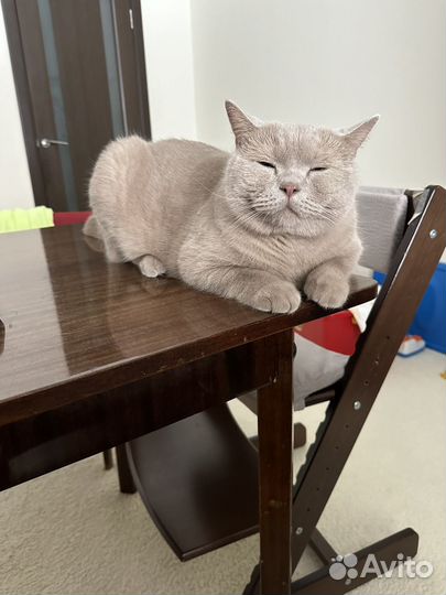 Британский кот