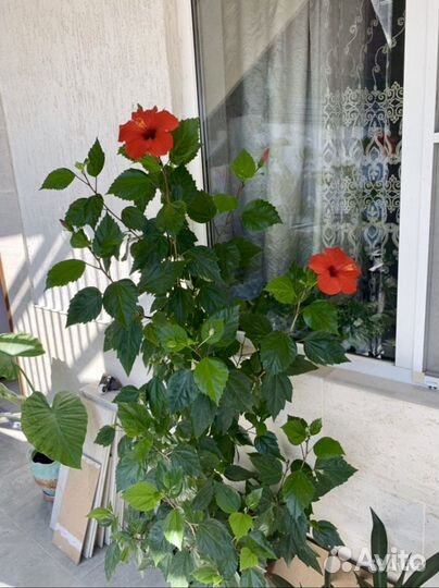 Гибискус, китайская роза