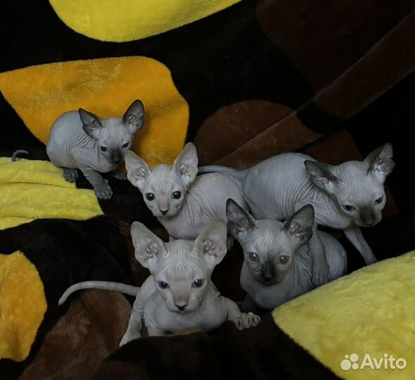 Канадский сфинкс котята