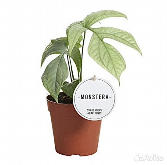 Монстера Амидриум Сильвер Совместные закупки