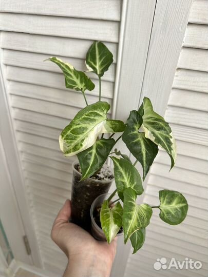 Сингониумы сортовые