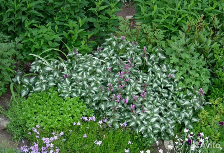 Многолетник. Яснотка