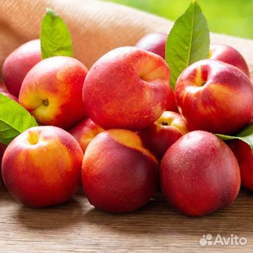 Нектарин Фантазия. Саженцы