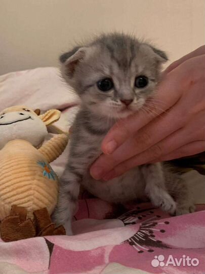 Британские вислоухие котята