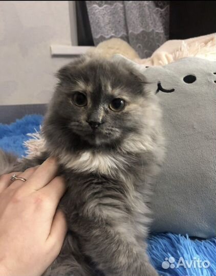 Кошечка в добрые руки