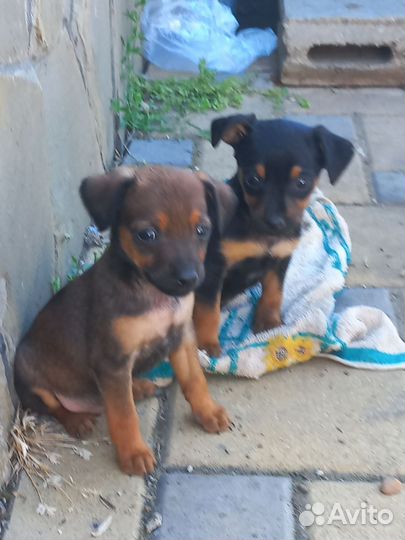 Цвергпинчер