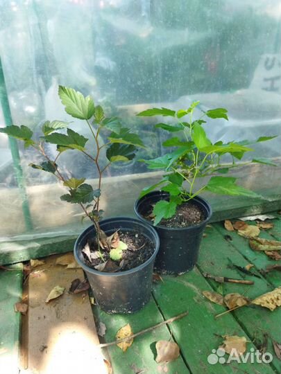 Декоротивно-цветущие растения для сада