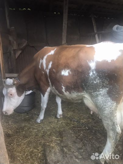 Корова дойная