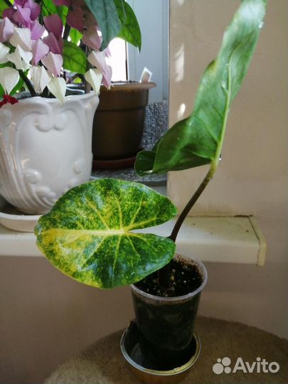 Алоказия Нью Гвинея Голд и Dragon Tail