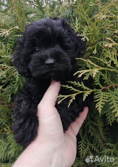 Красавчики