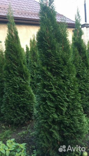 Туи смарагд