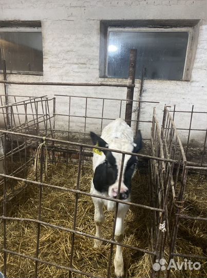 Телята бычки