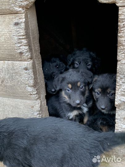 Щенки немецкой овчарки