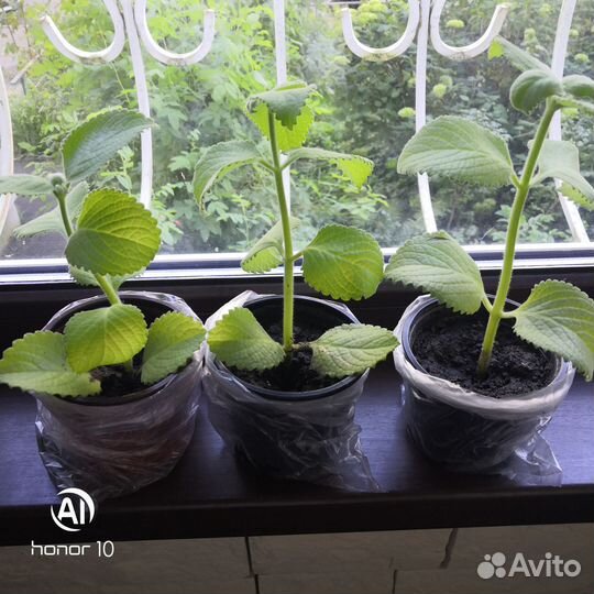 Мята домашняя