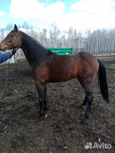 Жеребец французкий рысак