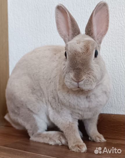 Крольчиха Карликовый Рекс, стерилизованная