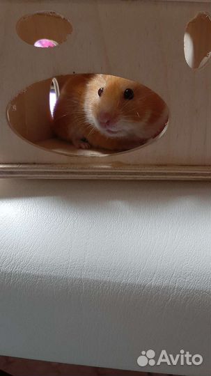 Домик и колесо для маленьких грызунов