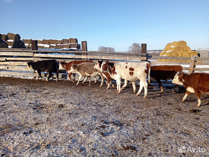 Тёлочки на племя