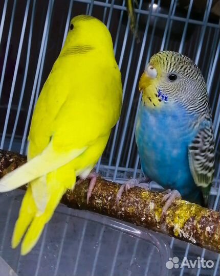 Попугай Волнистик и Неразлучники (ручные, малыши)