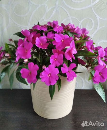 Бальзамин Новогвинейский