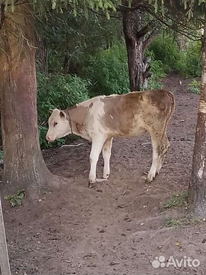 Телята, бычок и корова