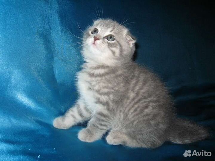Шотландские котята