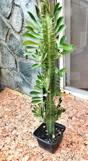 Эуфорбия (молочай)