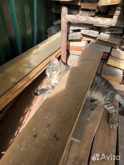 Котята в добрые руки даром