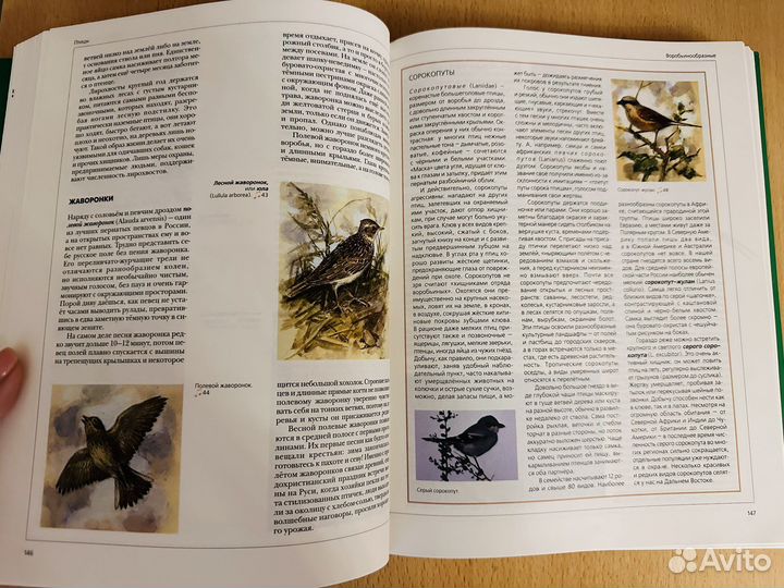 Птицы и Звери Аванта+