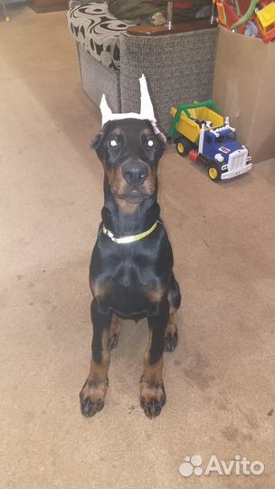 Щенок добермана,кабель