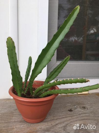 Домашние растения цветы - Эпифиллиум Акермана